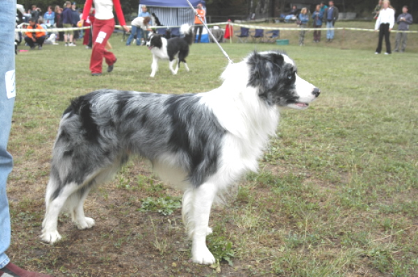 Ritson_výstavní postoj_BCCCZ_06.jpg