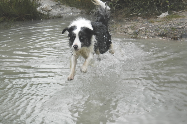 Ritson_skáče do vody_BCCCZ_06.jpg